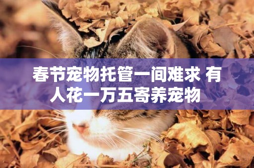 春節寵物托管一間難求 有人花一萬五寄養寵物 