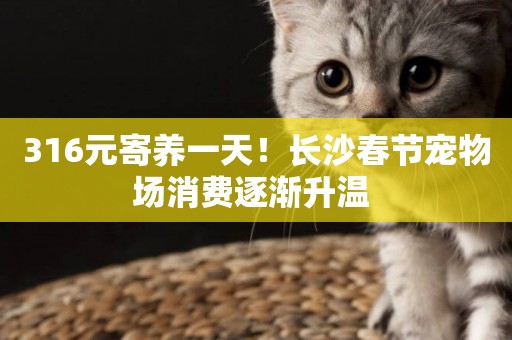 316元寄養一天！長沙春節寵物場消費逐漸升溫 