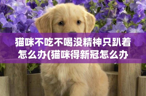 貓咪不吃不喝沒精神只趴著怎么辦(貓咪得新冠怎么辦) 