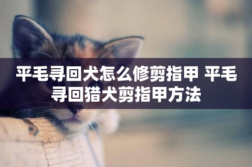 平毛尋回犬怎么修剪指甲 平毛尋回獵犬剪指甲方法