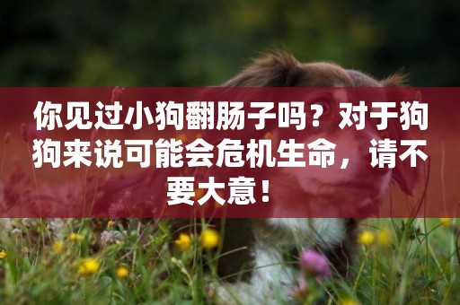 你見過小狗翻腸子嗎？對于狗狗來說可能會危機生命，請不要大意！ 