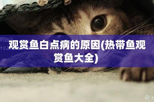 觀賞魚白點病的原因(熱帶魚觀賞魚大全) 
