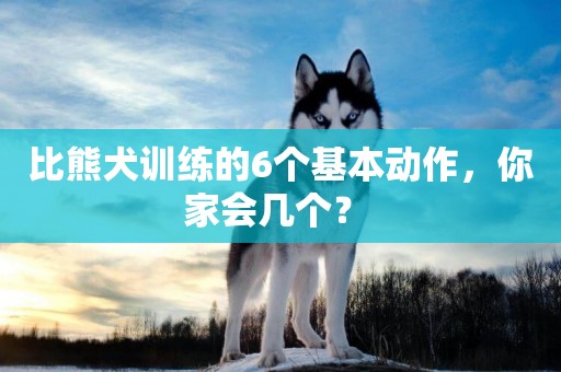 比熊犬訓練的6個基本動作，你家會幾個？ 