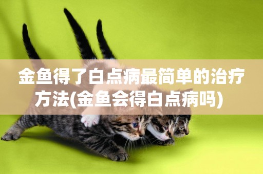 金魚得了白點病最簡單的治療方法(金魚會得白點病嗎) 