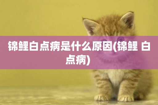 錦鯉白點病是什么原因(錦鯉 白點病) 