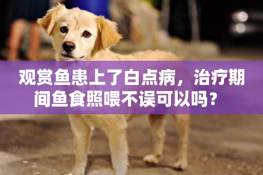 觀賞魚患上了白點病，治療期間魚食照喂不誤可以嗎？ 