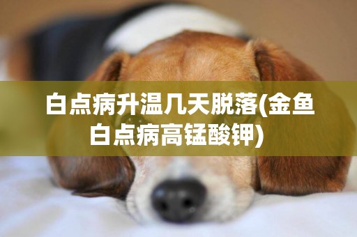 白點病升溫幾天脫落(金魚白點病高錳酸鉀) 