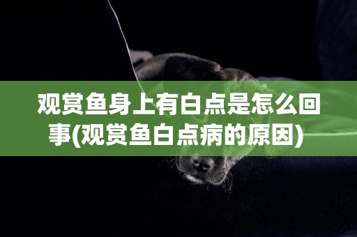 觀賞魚身上有白點是怎么回事(觀賞魚白點病的原因) 