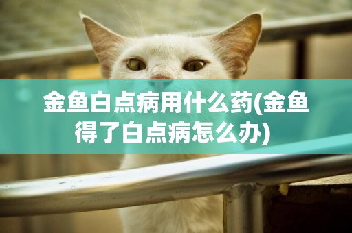 金魚白點病用什么藥(金魚得了白點病怎么辦) 