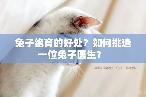 兔子絕育的好處？如何挑選一位兔子醫生？ 