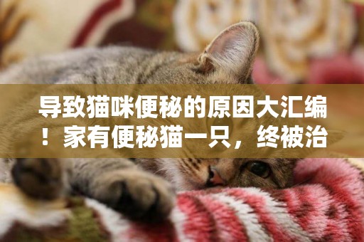 導致貓咪便秘的原因大匯編！家有便秘貓一只，終被治愈 