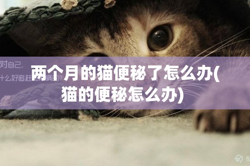 兩個月的貓便秘了怎么辦(貓的便秘怎么辦) 