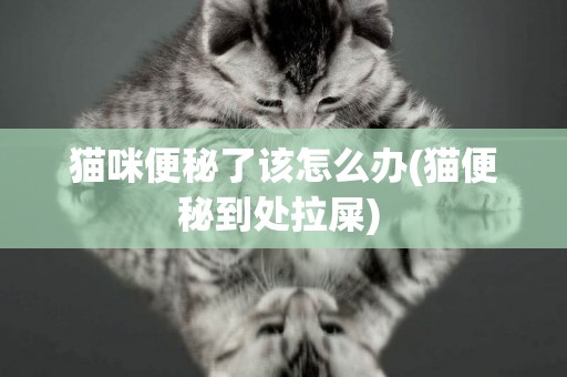 貓咪便秘了該怎么辦(貓便秘到處拉屎) 