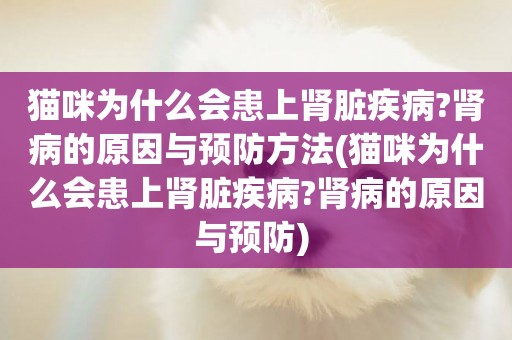 貓咪為什么會患上腎臟疾病?腎病的原因與預防方法(貓咪為什么會患上腎臟疾病?腎病的原因與預防) 