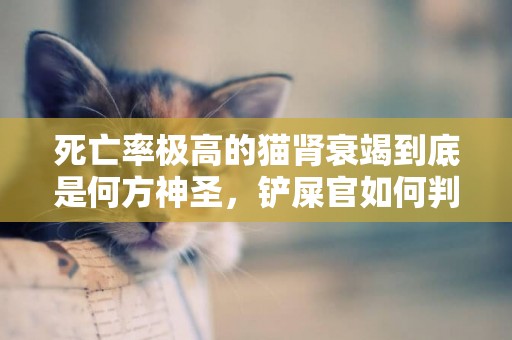 死亡率極高的貓腎衰竭到底是何方神圣，鏟屎官如何判別和預防 