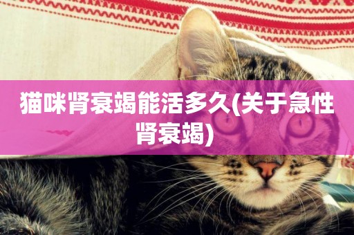 貓咪腎衰竭能活多久(關于急性腎衰竭) 