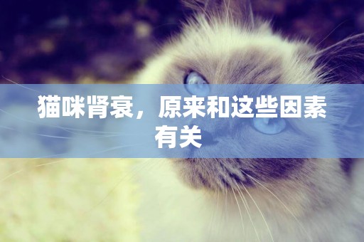 貓咪腎衰，原來和這些因素有關 