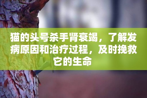 貓的頭號殺手腎衰竭，了解發病原因和治療過程，及時挽救它的生命 