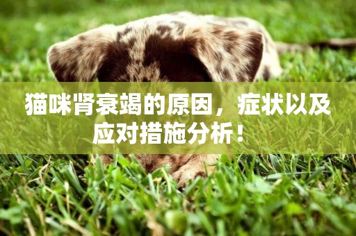 貓咪腎衰竭的原因，癥狀以及應對措施分析！ 