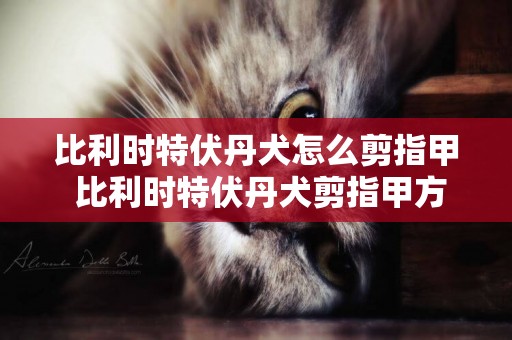 比利時特伏丹犬怎么剪指甲 比利時特伏丹犬剪指甲方法