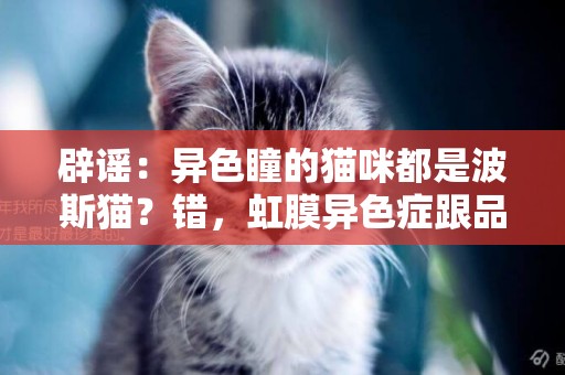 辟謠：異色瞳的貓咪都是波斯貓？錯，虹膜異色癥跟品種沒有強關聯 