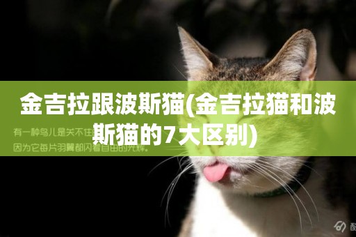 金吉拉跟波斯貓(金吉拉貓和波斯貓的7大區別) 