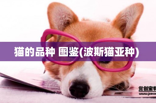 貓的品種 圖鑒(波斯貓亞種) 