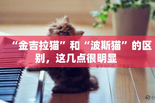 “金吉拉貓”和“波斯貓”的區別，這幾點很明顯 