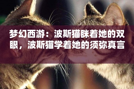 夢幻西游：波斯貓瞇著她的雙眼，波斯貓學著她的須彌真言 