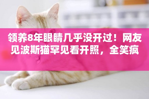 領養8年眼睛幾乎沒開過！網友見波斯貓罕見看開照，全笑瘋 