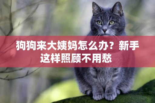 狗狗來大姨媽怎么辦？新手這樣照顧不用愁 