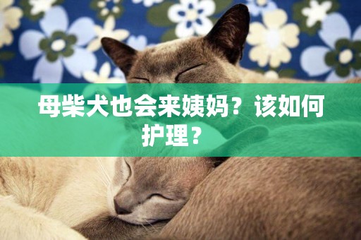 母柴犬也會來姨媽？該如何護理？ 