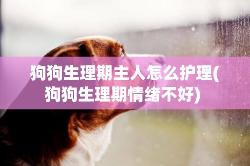 狗狗生理期主人怎么護理(狗狗生理期情緒不好) 