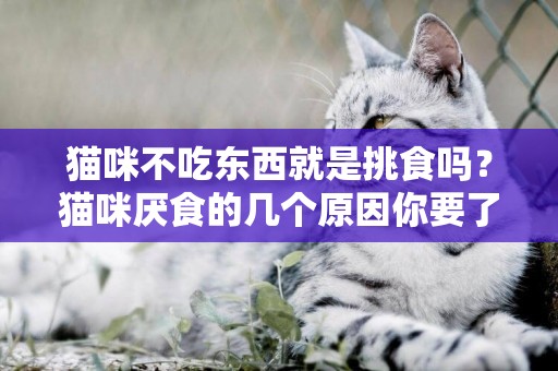 貓咪不吃東西就是挑食嗎？貓咪厭食的幾個原因你要了解一下 