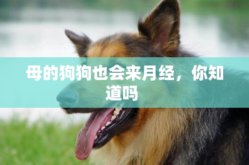 母的狗狗也會來月經，你知道嗎 