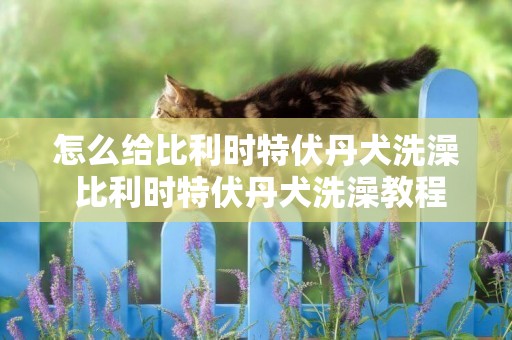 怎么給比利時特伏丹犬洗澡 比利時特伏丹犬洗澡教程