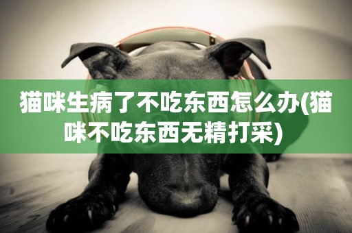 貓咪生病了不吃東西怎么辦(貓咪不吃東西無精打采) 