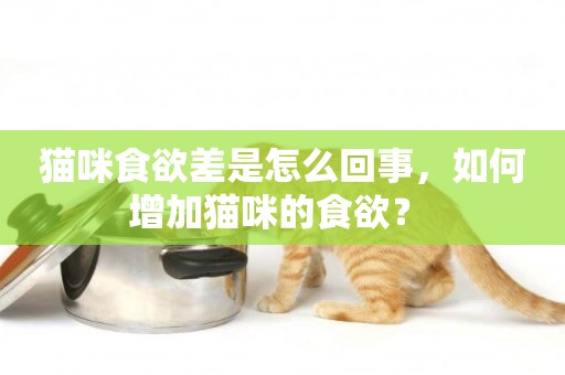 貓咪食欲差是怎么回事，如何增加貓咪的食欲？ 