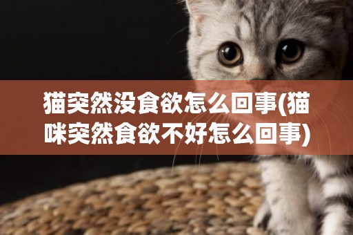 貓突然沒食欲怎么回事(貓咪突然食欲不好怎么回事) 