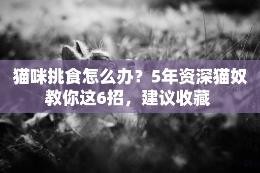 貓咪挑食怎么辦？5年資深貓奴教你這6招，建議收藏 