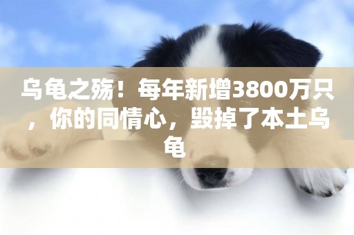 烏龜之殤！每年新增3800萬只，你的同情心，毀掉了本土烏龜 