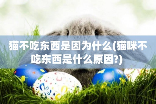 貓不吃東西是因為什么(貓咪不吃東西是什么原因?) 
