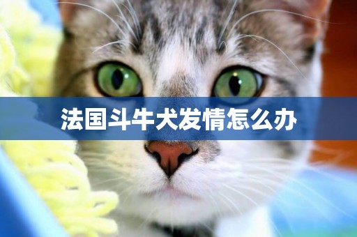法國斗牛犬發情怎么辦
