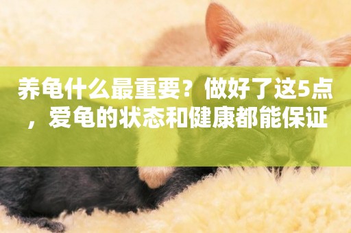 養龜什么最重要？做好了這5點，愛龜的狀態和健康都能保證 
