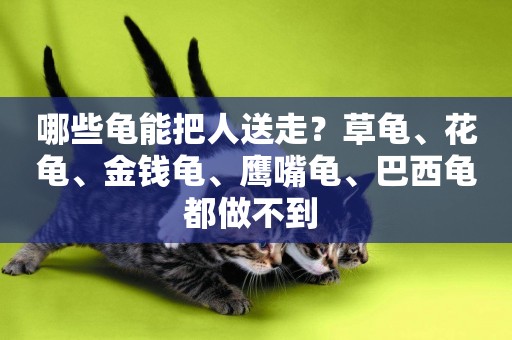 哪些龜能把人送走？草龜、花龜、金錢龜、鷹嘴龜、巴西龜都做不到 
