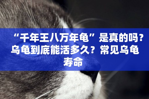 “千年王八萬年龜”是真的嗎？烏龜到底能活多久？常見烏龜壽命 
