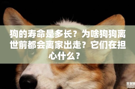 狗的壽命是多長？為啥狗狗離世前都會離家出走？它們在擔心什么？ 