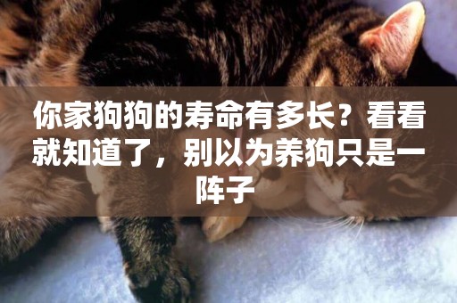 你家狗狗的壽命有多長？看看就知道了，別以為養狗只是一陣子 