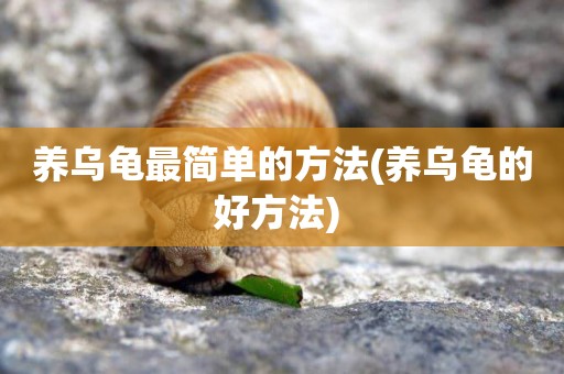 養烏龜最簡單的方法(養烏龜的好方法) 