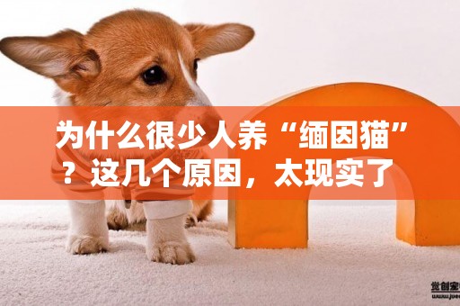 為什么很少人養“緬因貓”？這幾個原因，太現實了 
